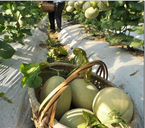 网红婆婆吃瓜,揭秘娱乐圈幕后故事