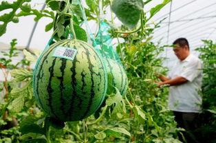 最火吃瓜网,揭秘娱乐圈最新热点，带你领略明星幕后故事