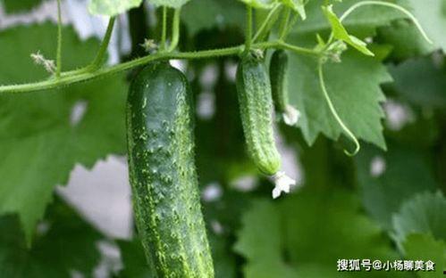 吃瓜2网站推荐,吃瓜2网站带你领略明星幕后故事