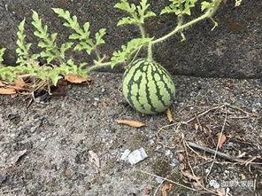 地方网红吃瓜,一网打尽那些年我们错过的瓜